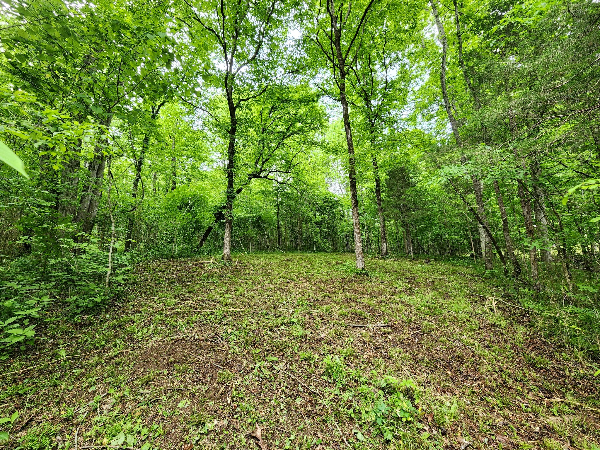 0 Tinin Road Clifton, TN 38425 - Photo 12 of 26 Gallery Image 12