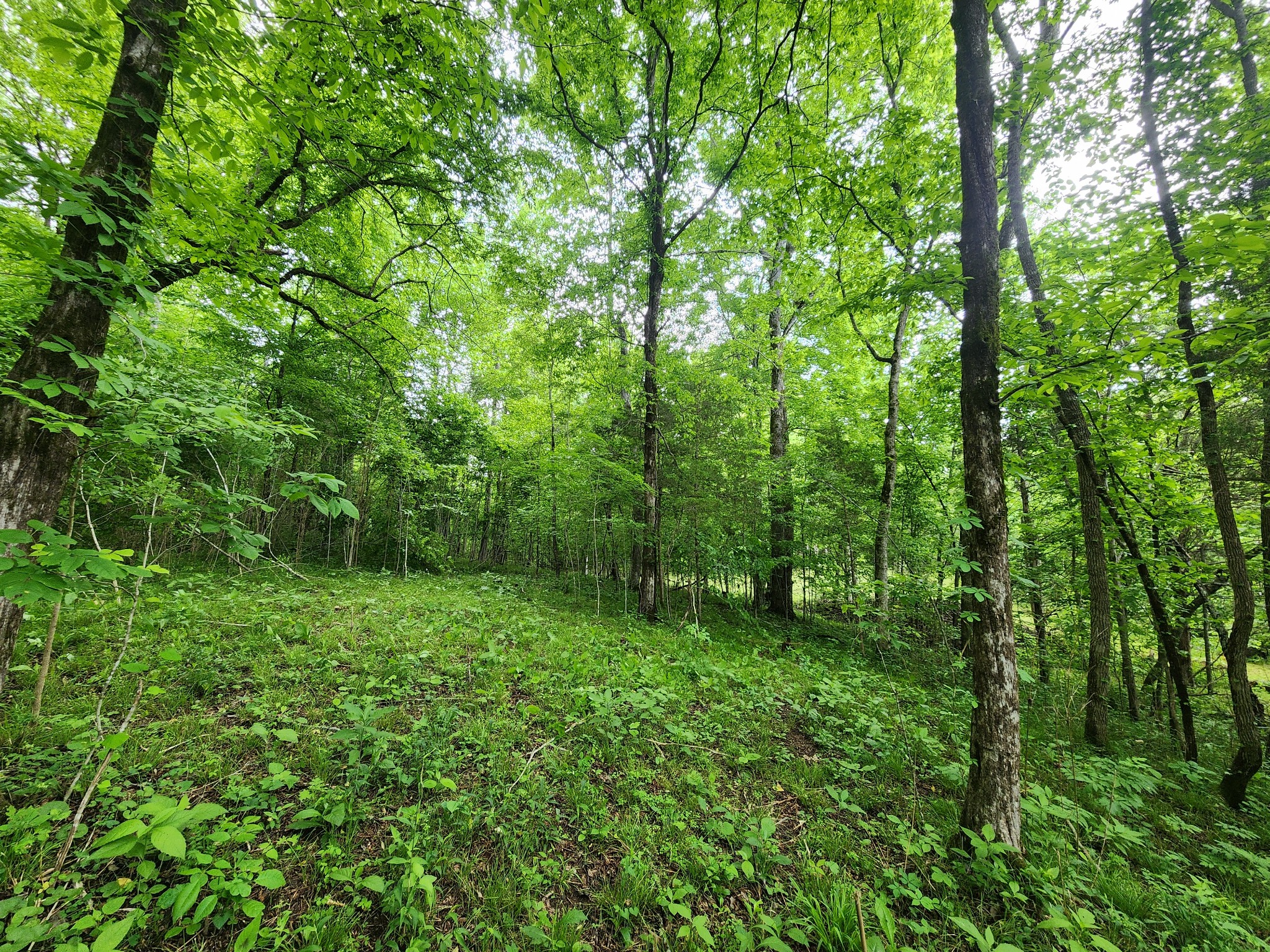 0 Tinin Road Clifton, TN 38425 - Photo 18 of 26 Gallery Image 18