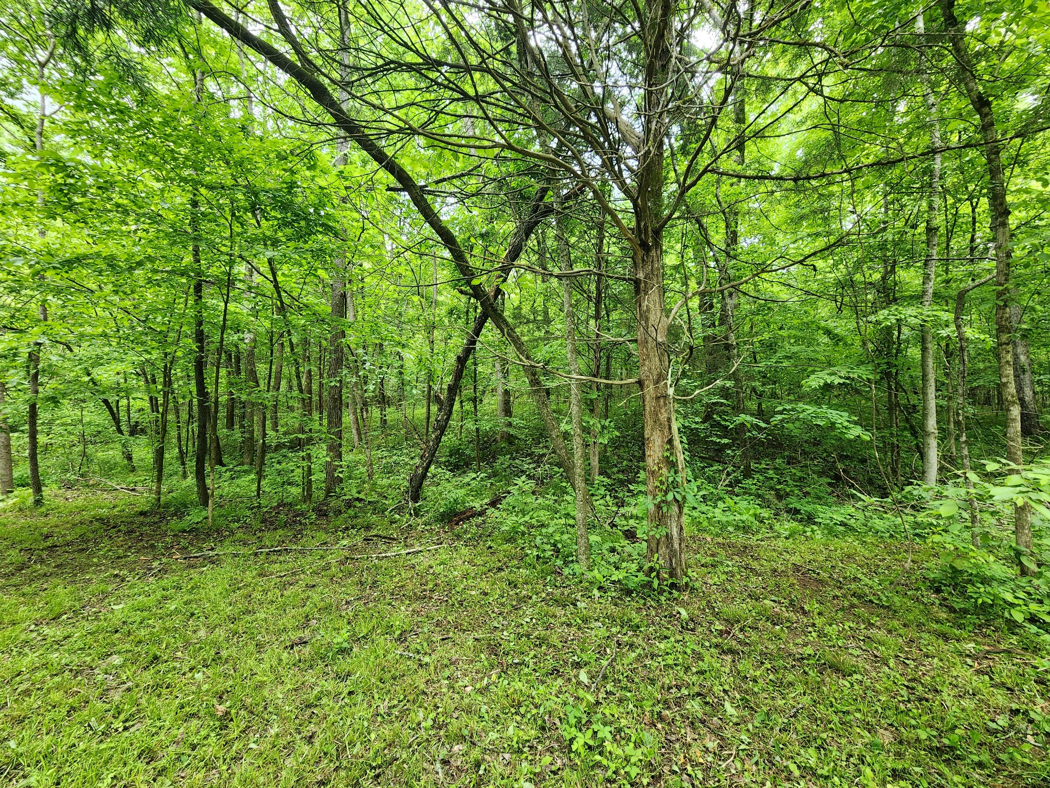 0 Tinin Road Clifton, TN 38425 - Photo 21 of 26 Gallery Image 21