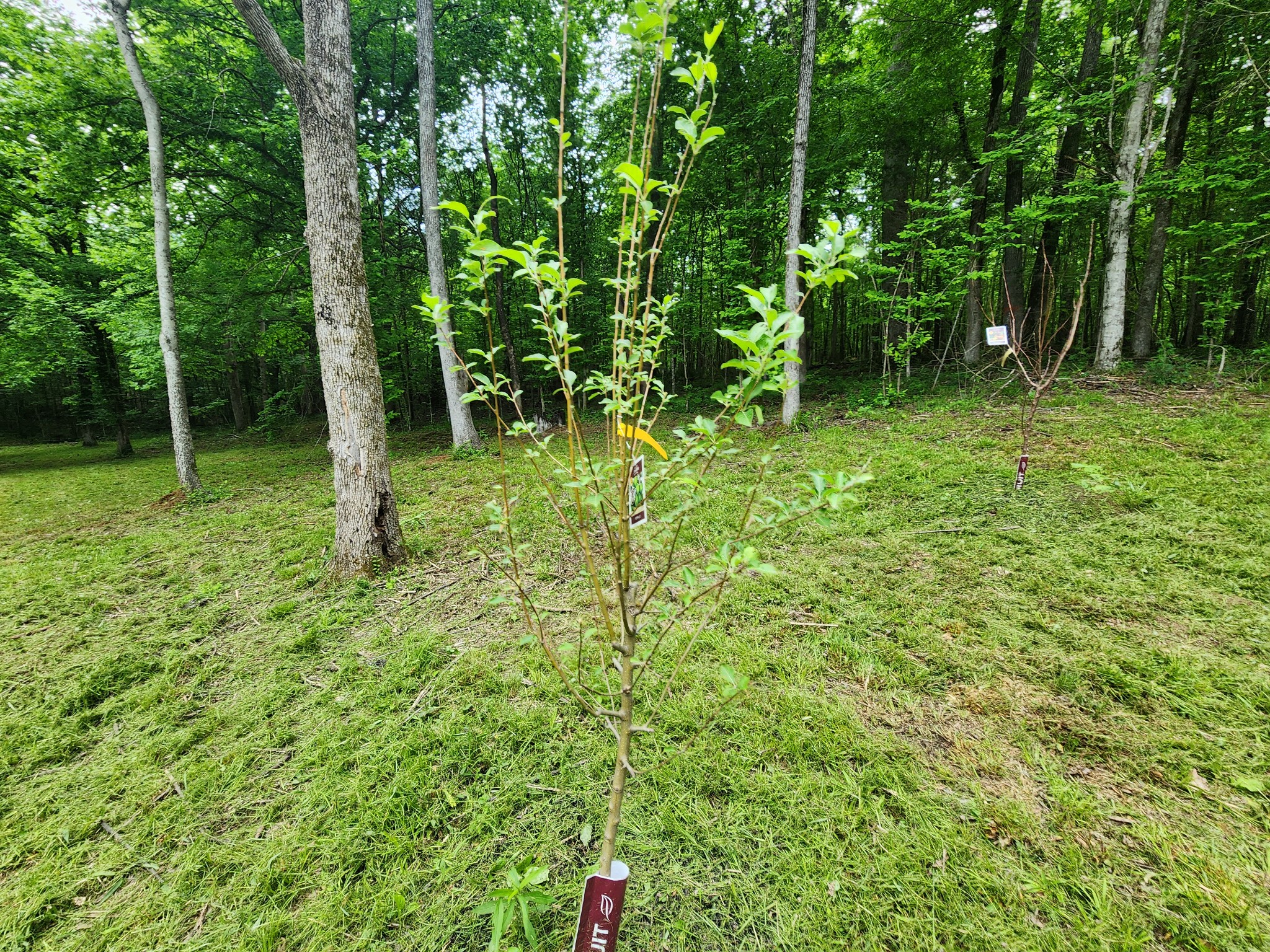 0 Tinin Road Clifton, TN 38425 - Photo 3 of 26 Gallery Image 3