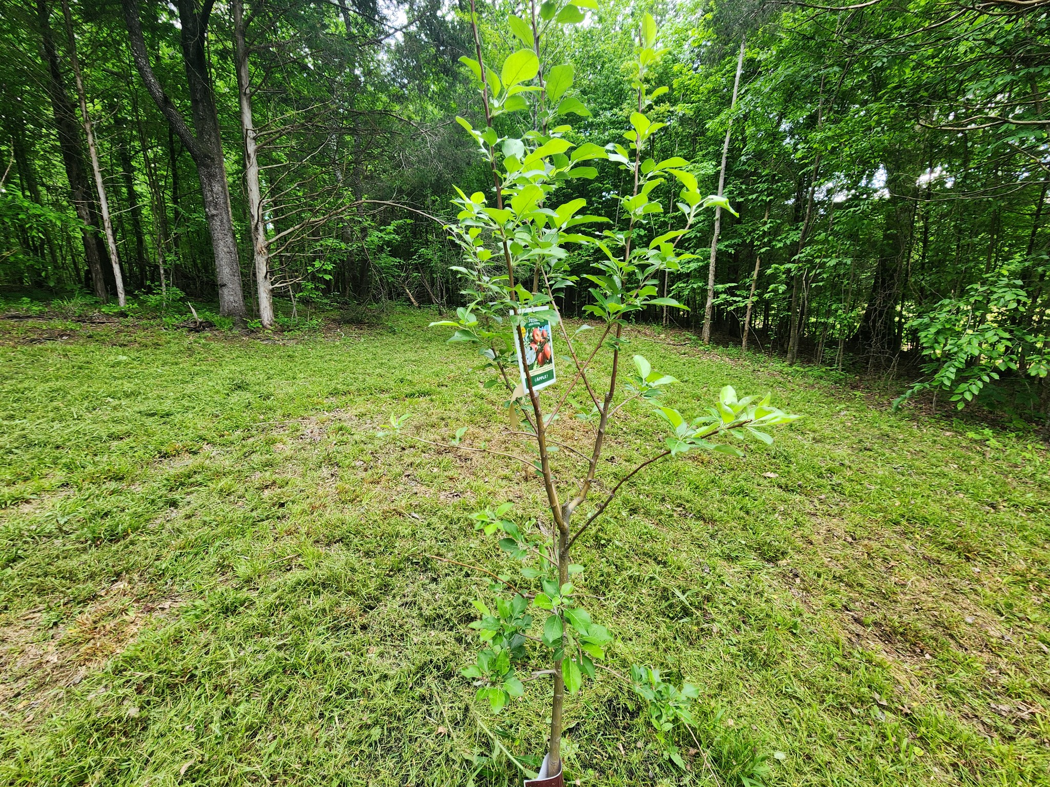 0 Tinin Road Clifton, TN 38425 - Photo 4 of 26 Gallery Image 4