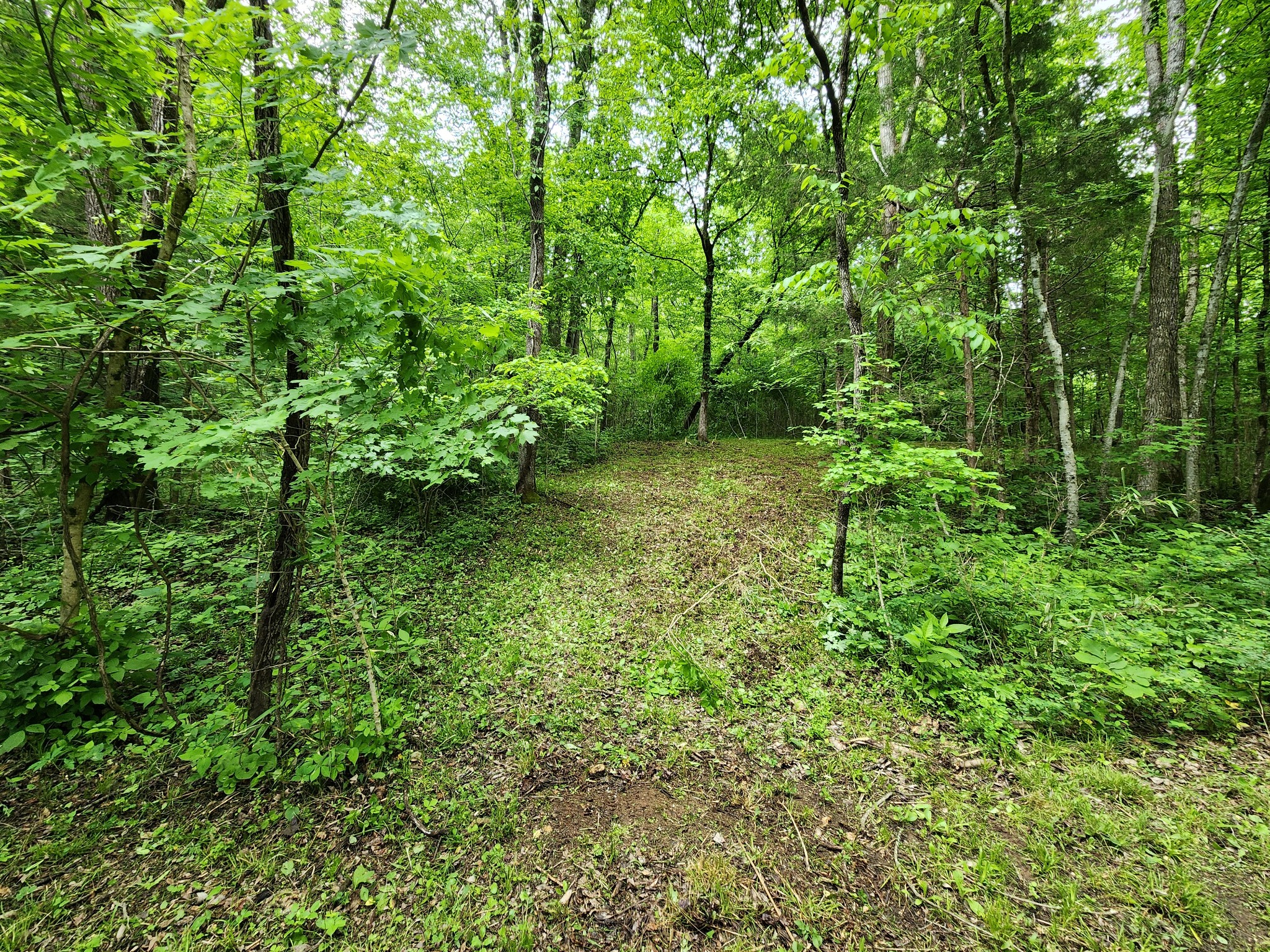 0 Tinin Road Clifton, TN 38425 - Photo 6 of 26 Gallery Image 6