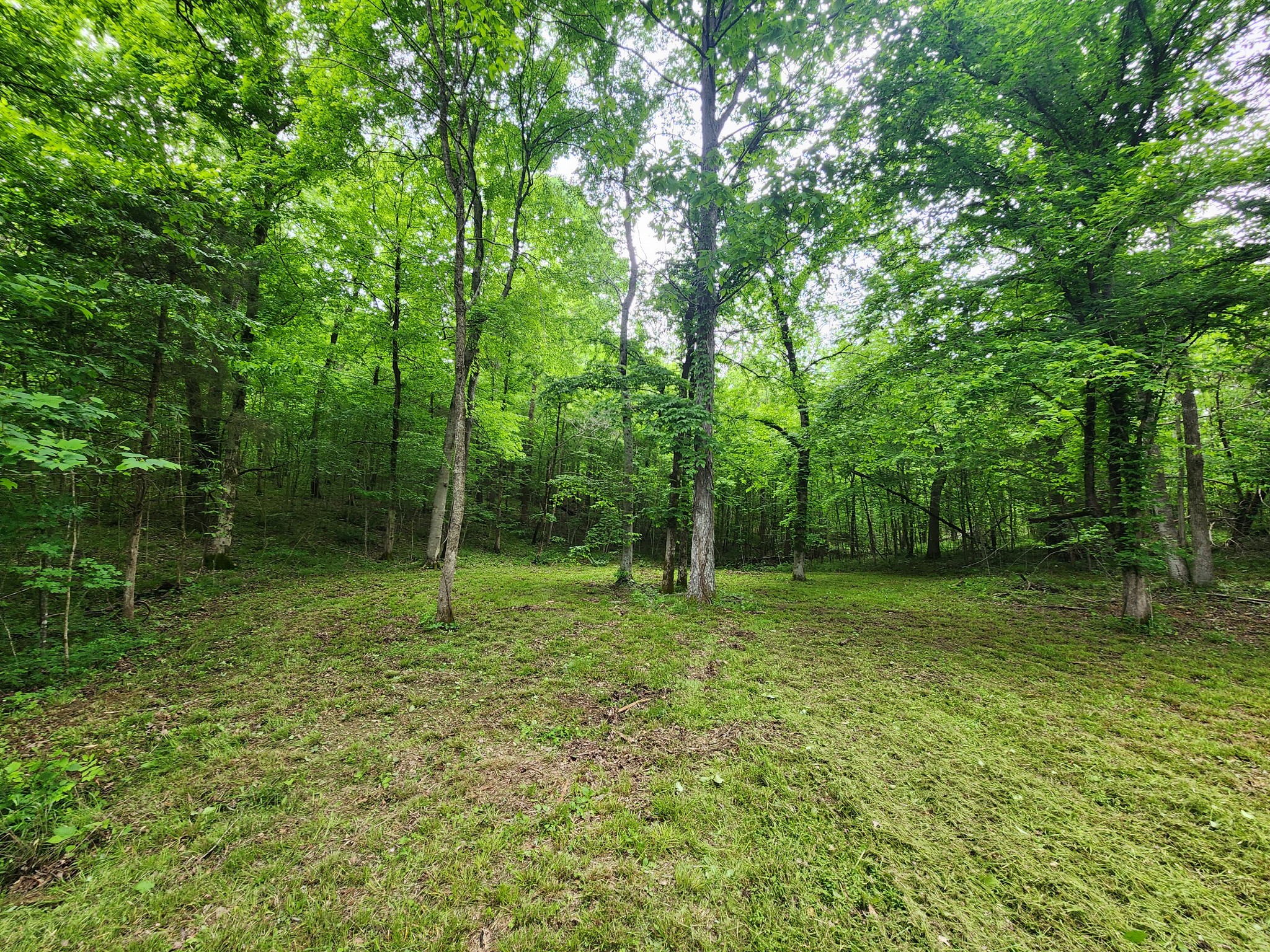 0 Tinin Road Clifton, TN 38425 - Photo 7 of 26 Gallery Image 7