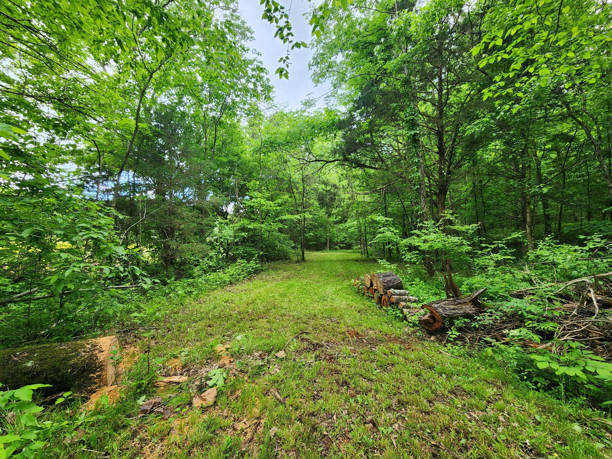0 Tinin Road Clifton, TN 38425 - Photo 8 of 26 Gallery Image 8