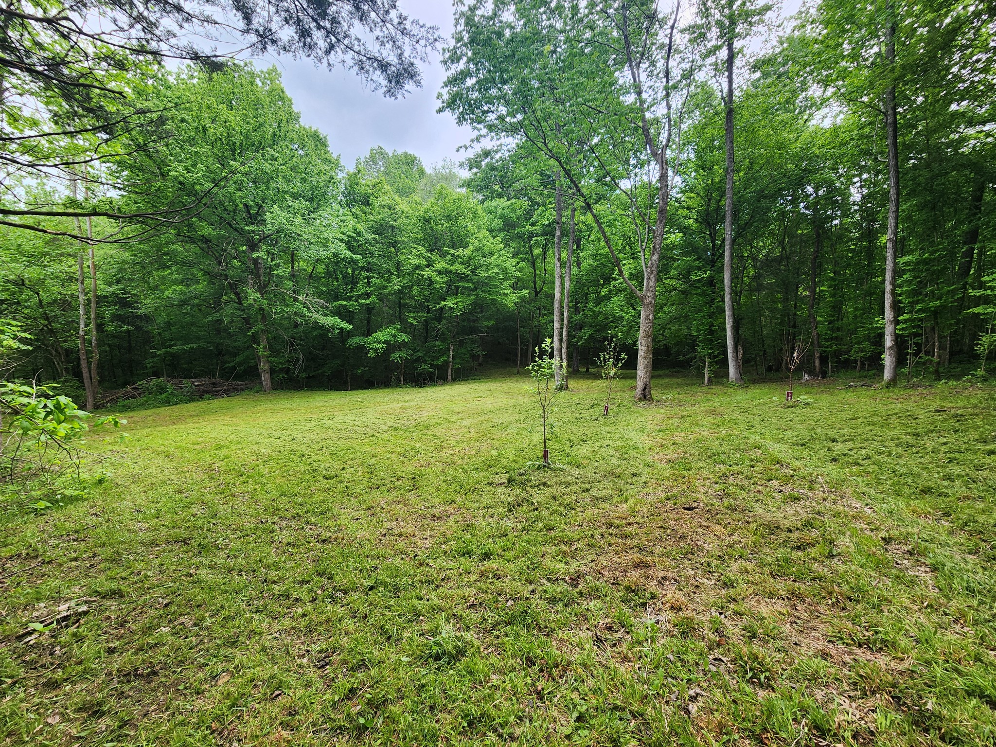 0 Tinin Road Clifton, TN 38425 - Photo 9 of 26 Gallery Image 9