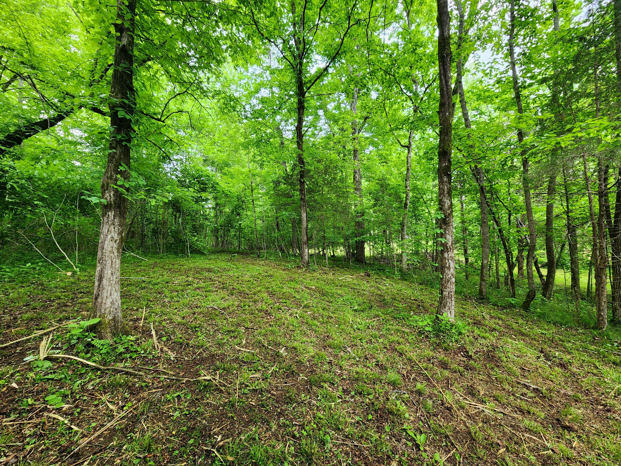 0 Tinin Road Clifton, TN 38425 - Photo 10 of 26 Gallery Image 10