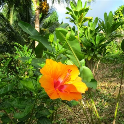 431 Kaholalele Road Kapaa, HI 96746 - Photo 17 of 25 Gallery Image 17