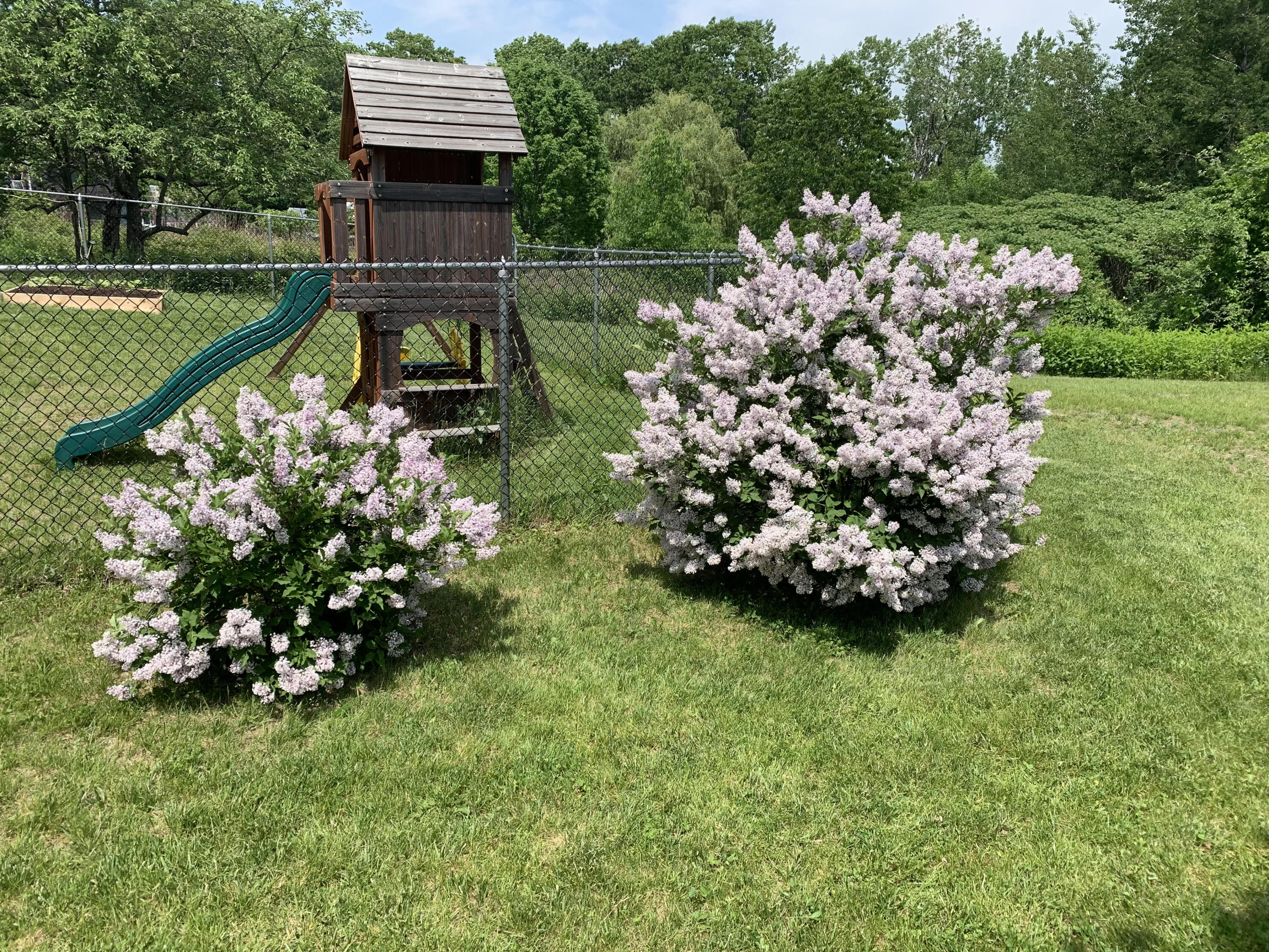 55 Orchard Road Cumberland Center, ME 04021 - Photo 58 of 78 Lilacs