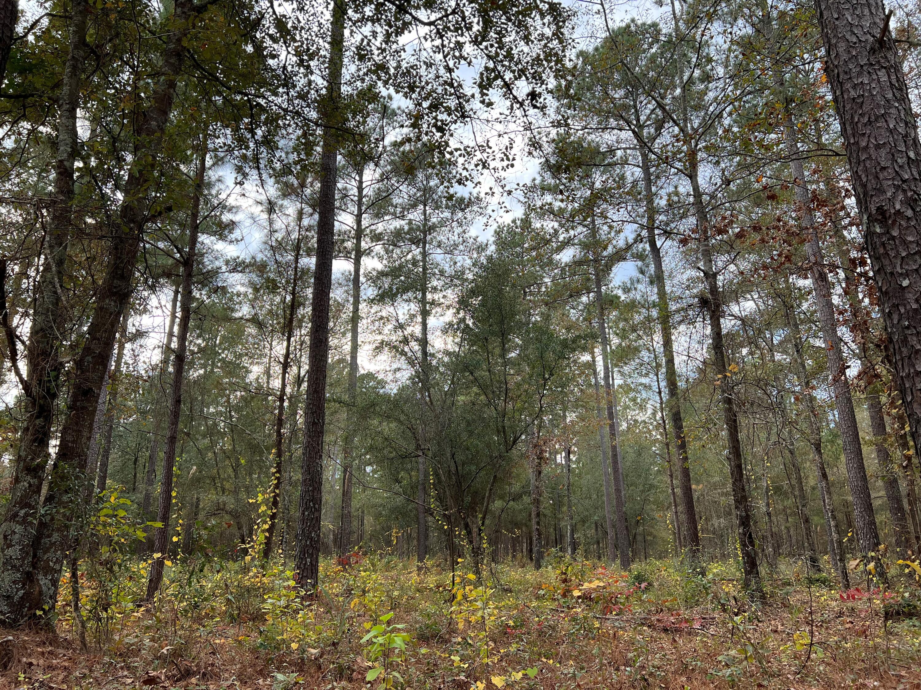 W2 Wagener Road, Unit 2 Wagener, SC 29164 - Photo 2 of 11