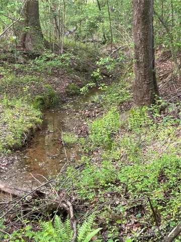 a plant view in yard
