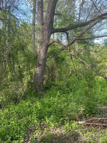 a view of a yard with plants and a large tree