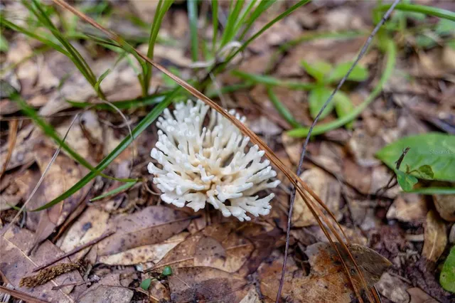 $585,000 | 8530 Northeast 160th Avenue, Williston, FL 32696