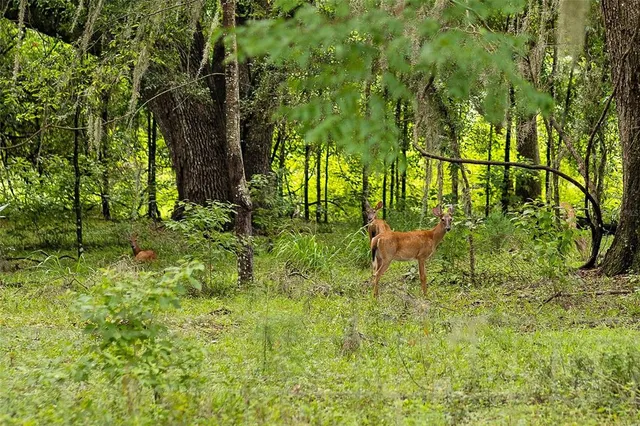 $585,000 | 8530 Northeast 160th Avenue, Williston, FL 32696