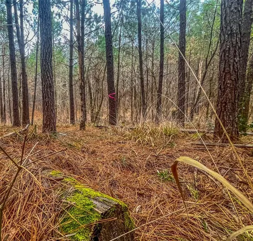a view of a yard with large trees