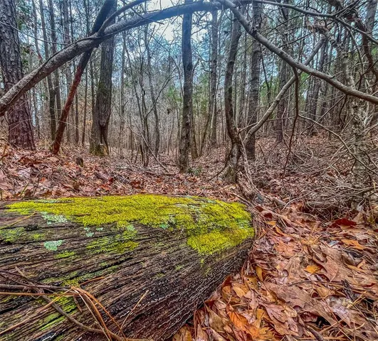 a view of a yard with plants and trees
