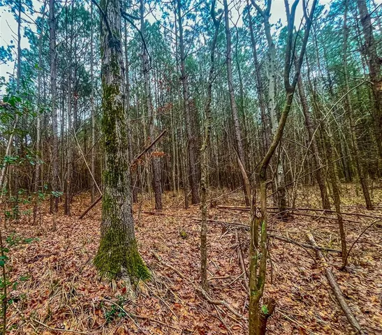 a view of a yard with trees