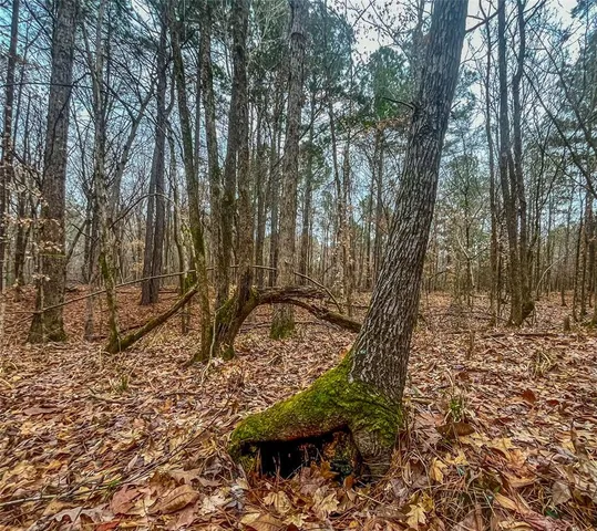 a view of a yard with large trees