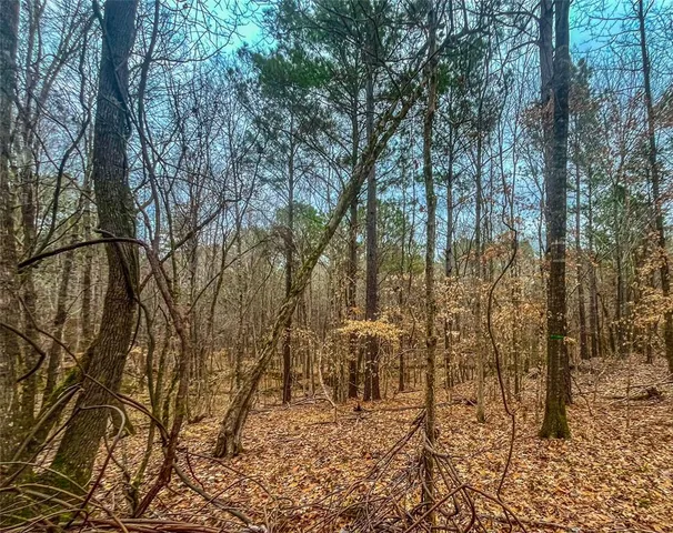 a view of a forest with trees in the background