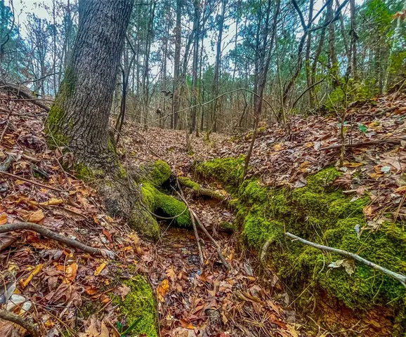 a view of backyard with tree