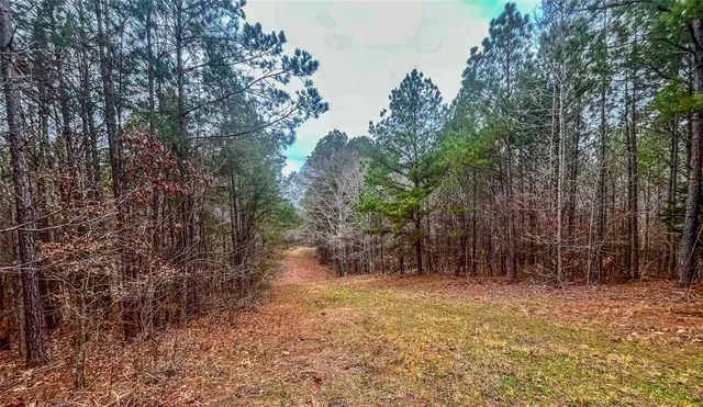 a view of a forest with a tree