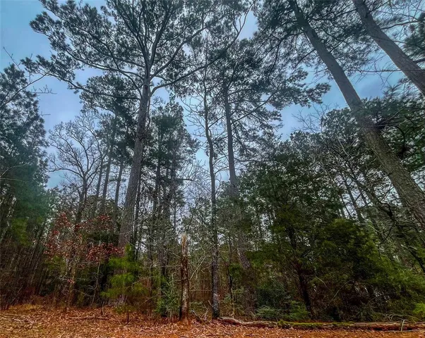 a view of a wooden wall with a tree