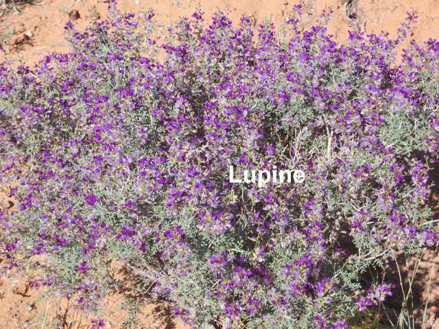 251 Thompson Cyn Road Green River, UT 84525 - Photo 25 of 32 A spring flower.