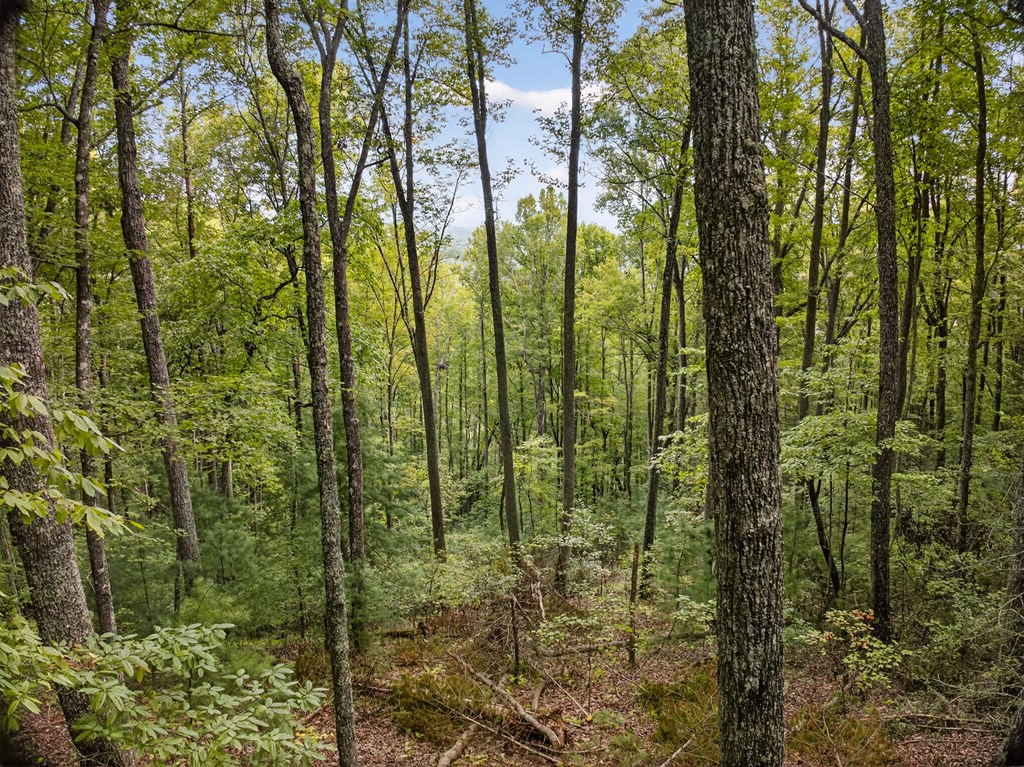 0 Hayden Lane Murphy, NC 28906 - Photo 14 of 30