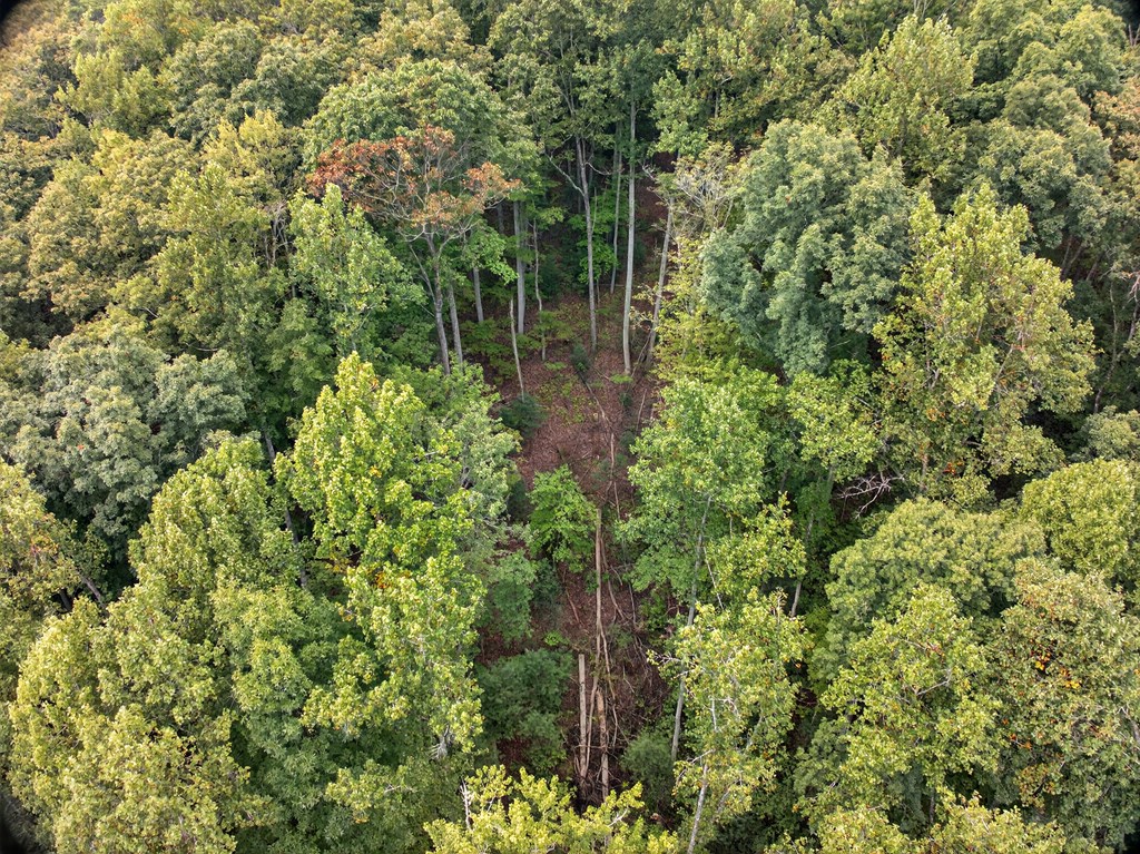 0 Hayden Lane Murphy, NC 28906 - Photo 19 of 30 a view of a forest with a tree