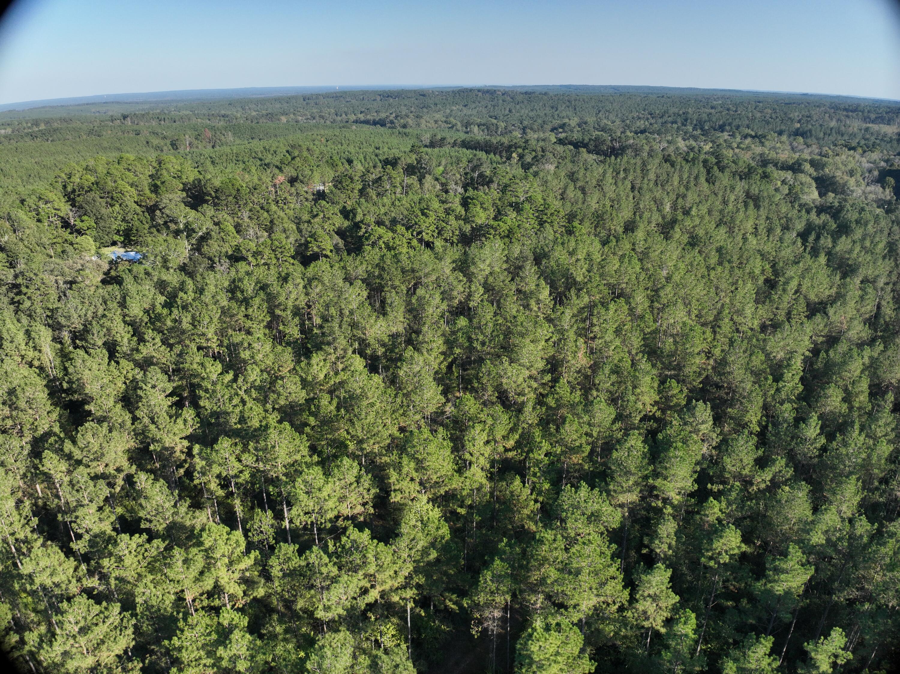 Tbd Holly Springs Road Foxworth, MS 39483 - Photo 15 of 22 DJI_20251015163328_0022_V