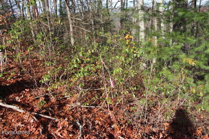 119 Taylors Rdg Road Walland, TN 37886 - Photo 27 of 27 SaddleRidge 009