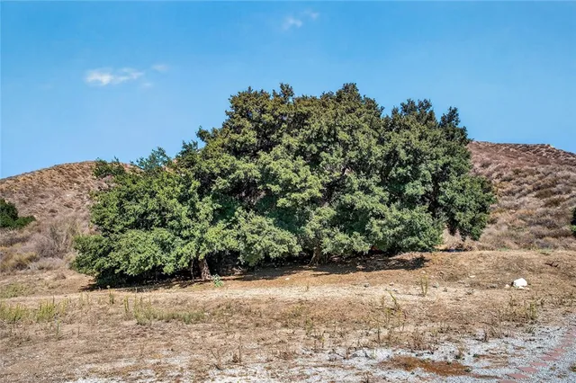 a view of a yard with large trees