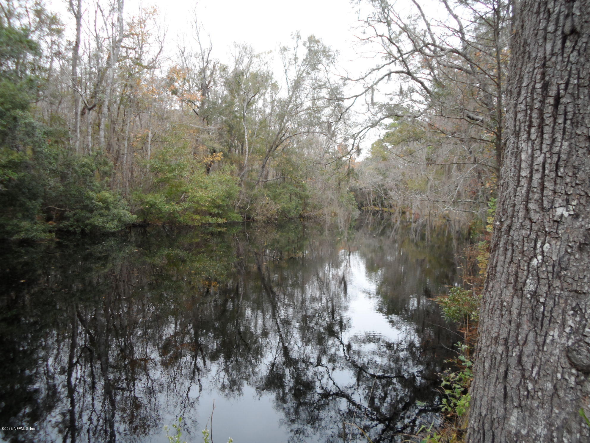 a view of a forest that has a tree