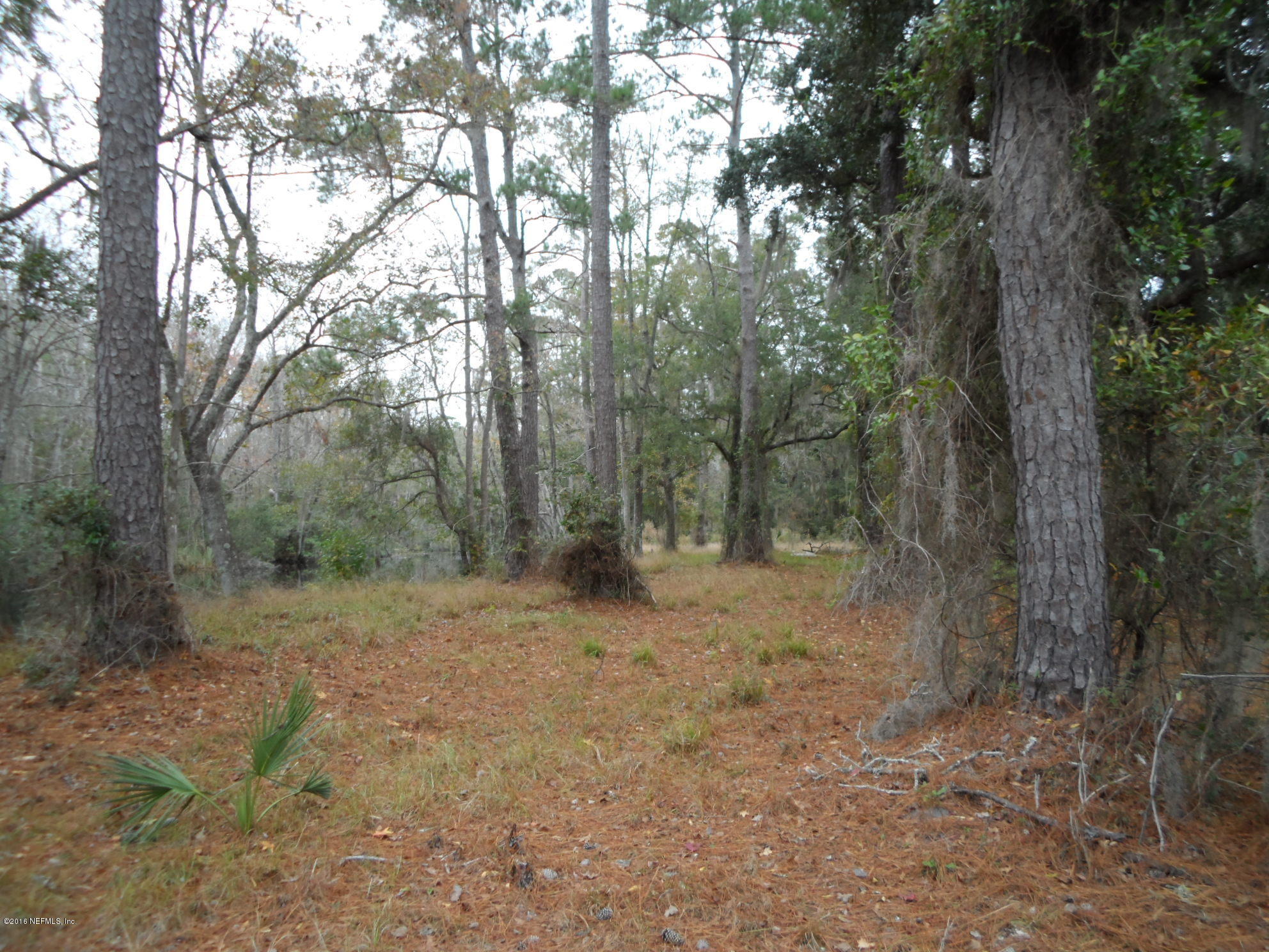 2312 Pages Dairy Road Yulee, FL 32097 - Photo 6 of 10 a view of a forest with trees in the background
