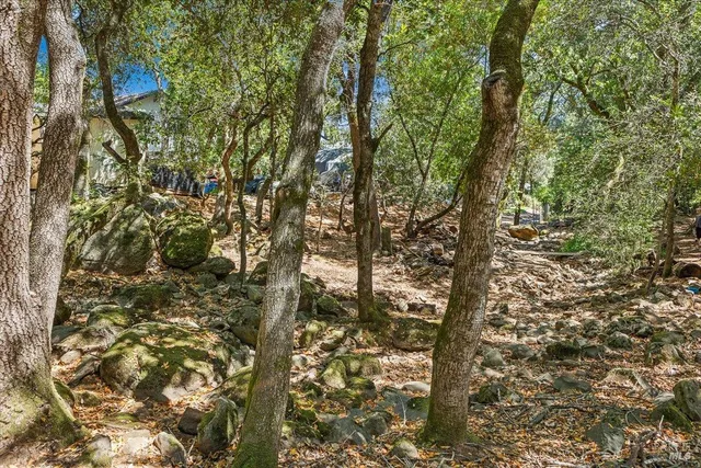 a view of a yard with plants and trees