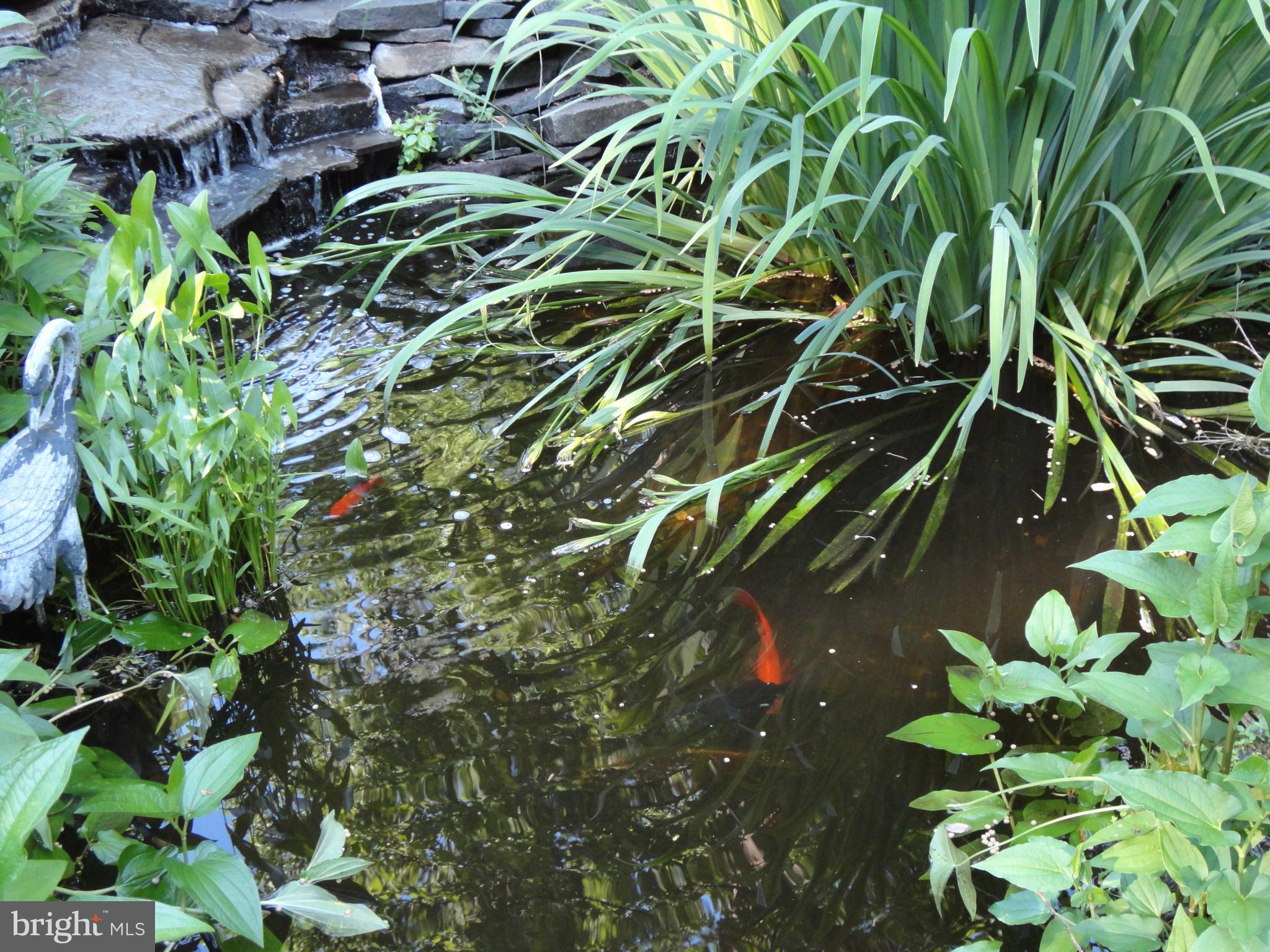1454 Mission Road Quakertown, PA 18951 - Photo 36 of 47 Fish Included