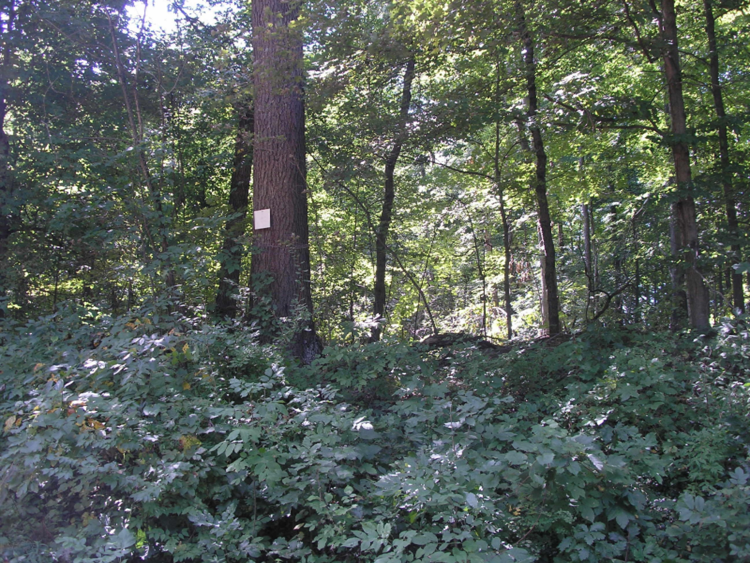 9 County Line Road Jones, MI 49061 - Photo 1 of 1 County Line & Harvey - vacant land 003