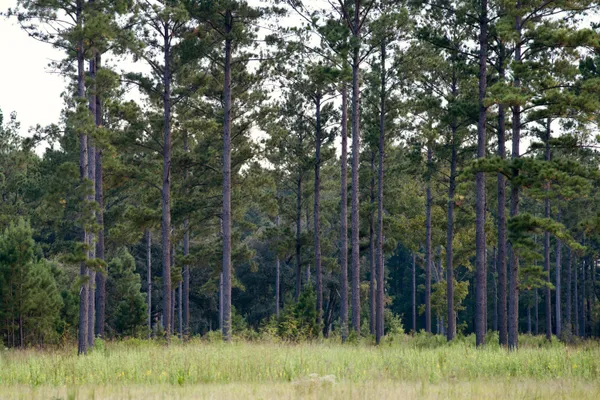 $7,200,000 | 1451 River Road, Yemassee, SC 29945