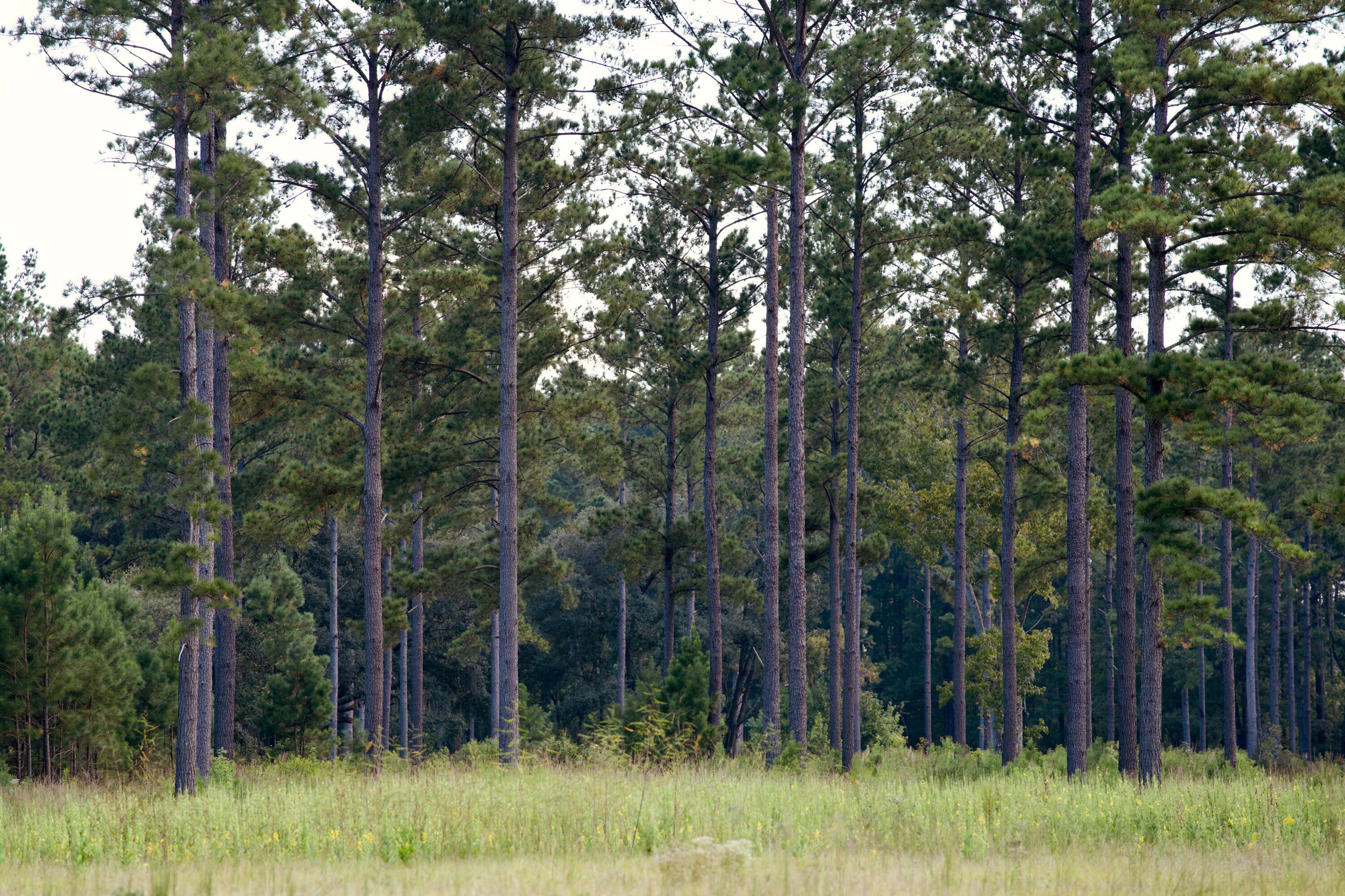 1451 River Road Yemassee, SC 29945 - Photo 106 of 111 DSC03204