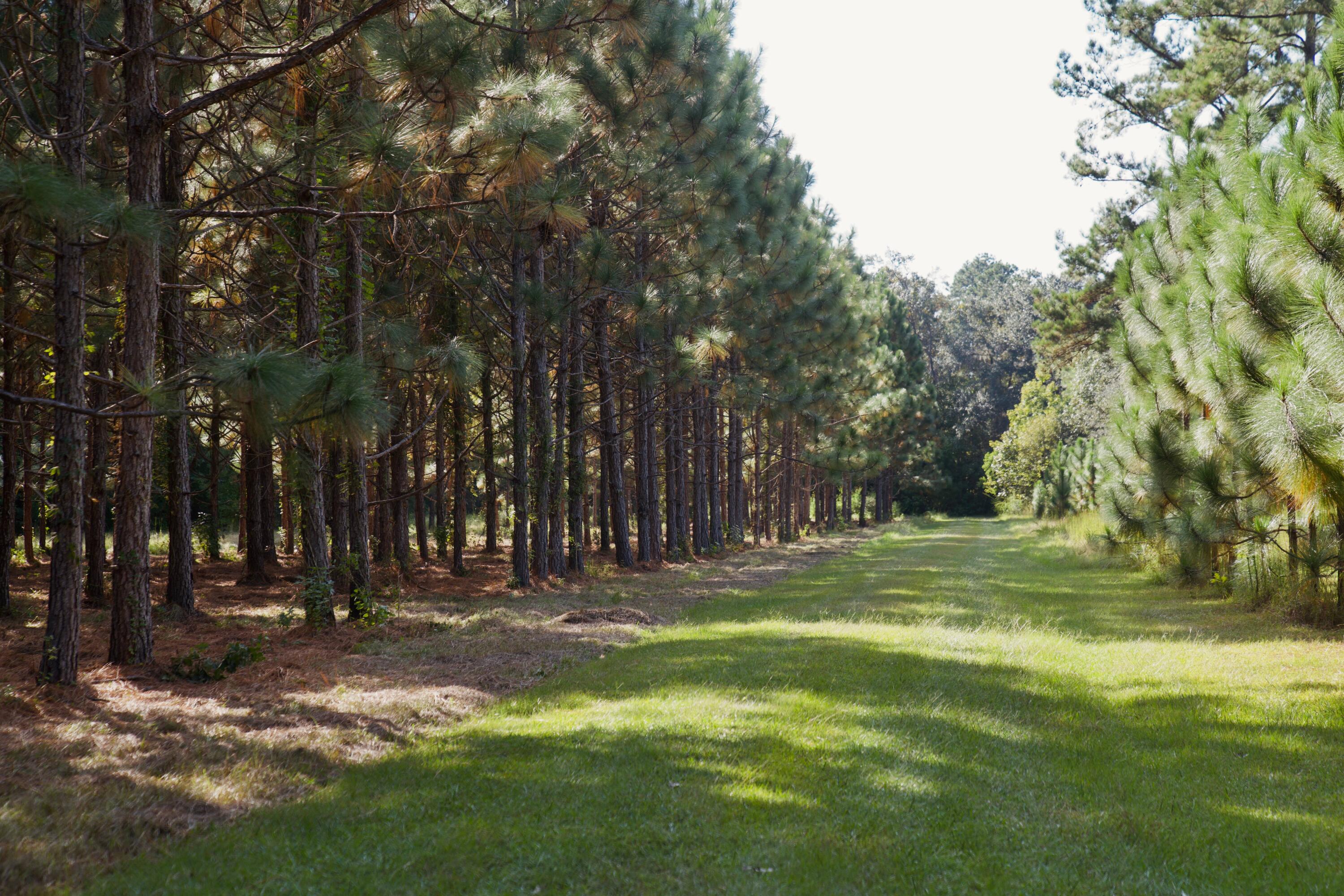 1451 River Road Yemassee, SC 29945 - Photo 107 of 111 DSC03225