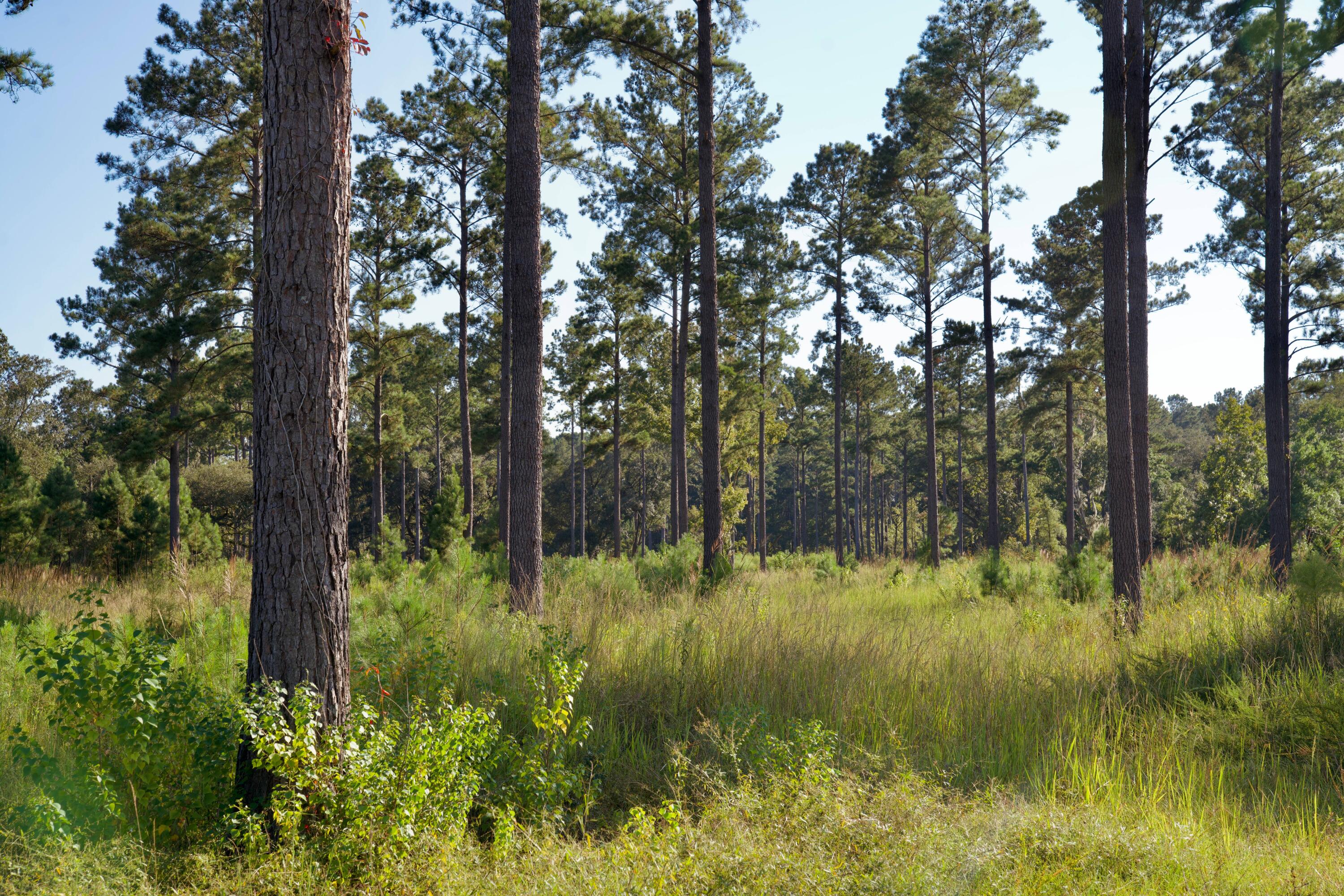 1451 River Road Yemassee, SC 29945 - Photo 90 of 111 DSC03258