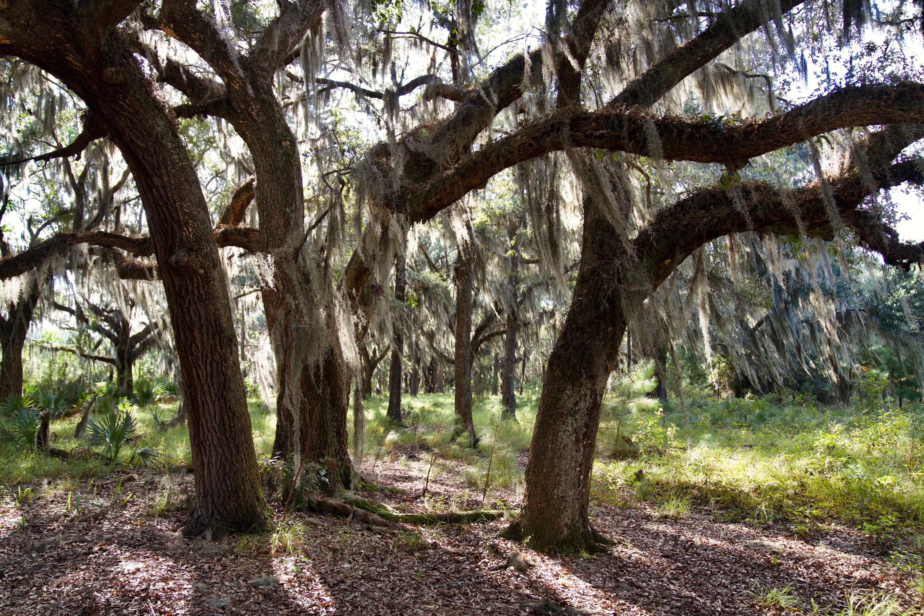 1451 River Road Yemassee, SC 29945 - Photo 93 of 111 DSC03237