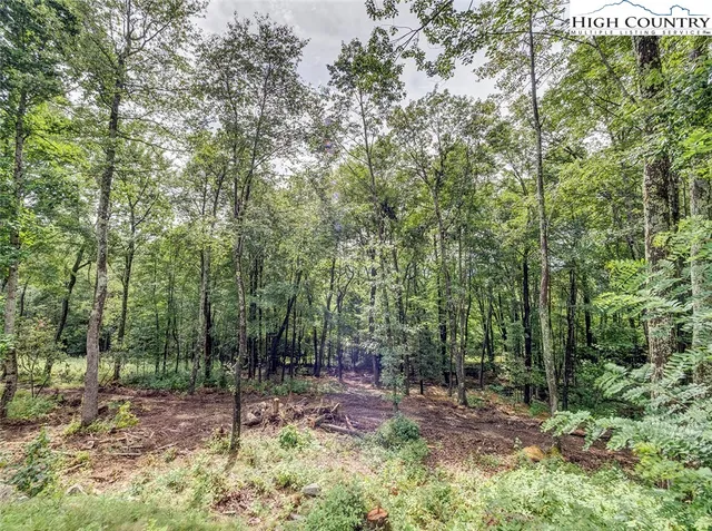 a view of a forest with trees in the background