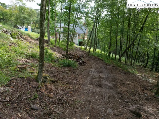 a view of a forest that has large trees