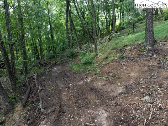 a view of a forest with trees in the background