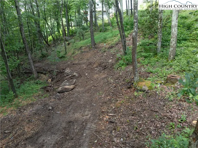 a view of a forest with trees in the background
