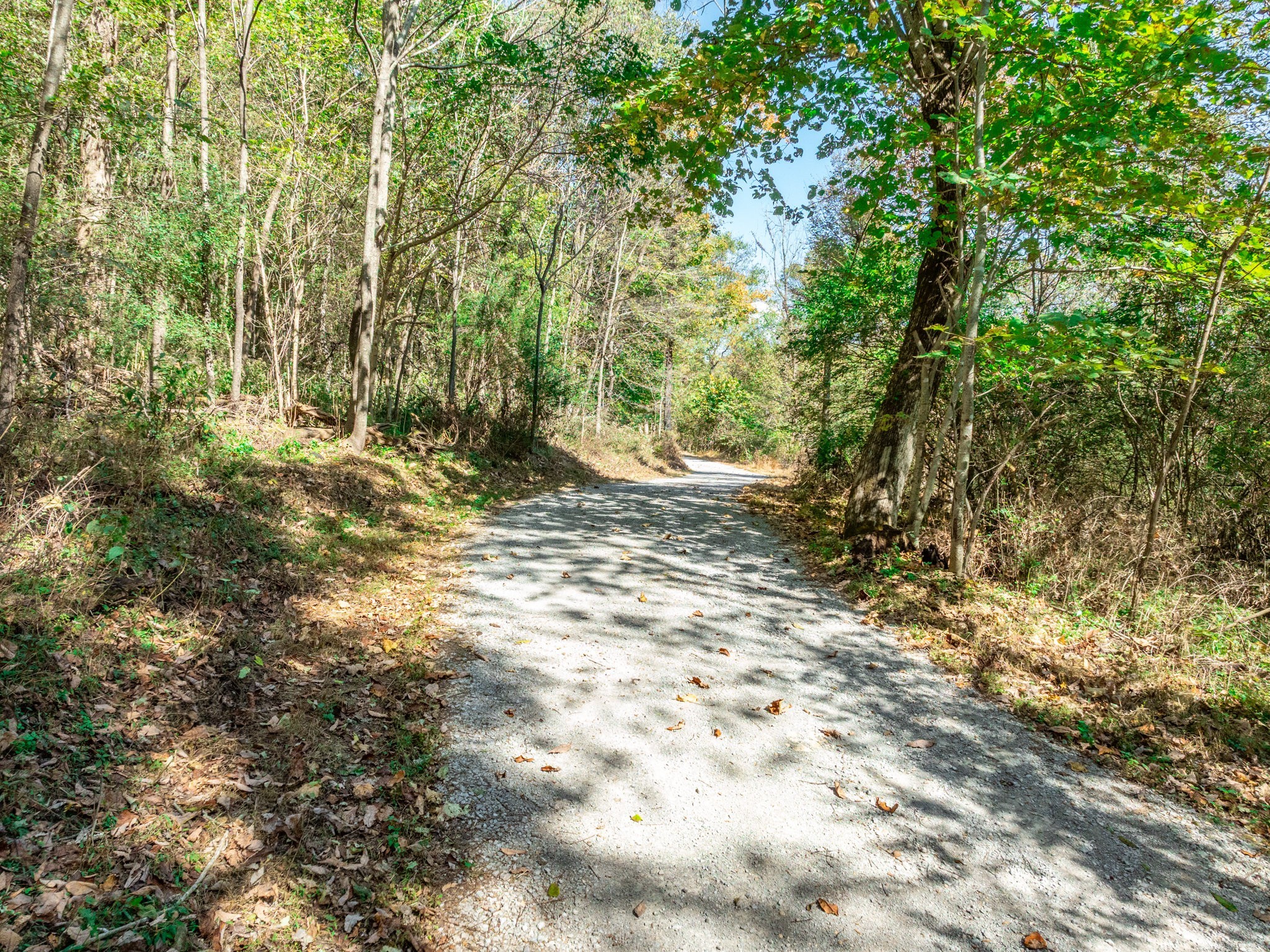 564 Mt Olive Cemetery Road Lynnville, TN 38472 - Photo 66 of 96 a view of a yard with plants and trees