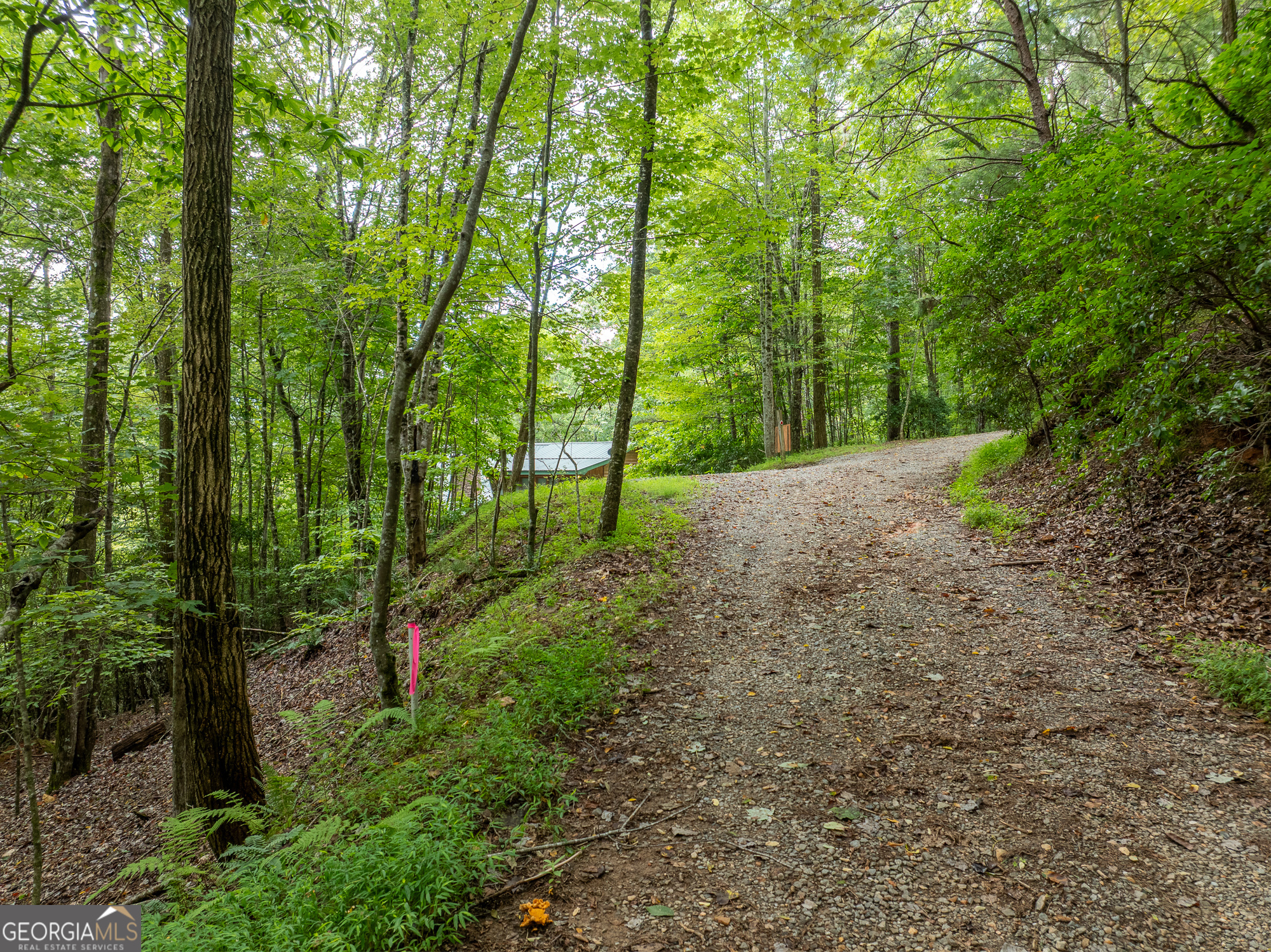 476 Prince Mountain Road Cherry Log, GA 30522 - Photo 64 of 80 a view of a forest with trees