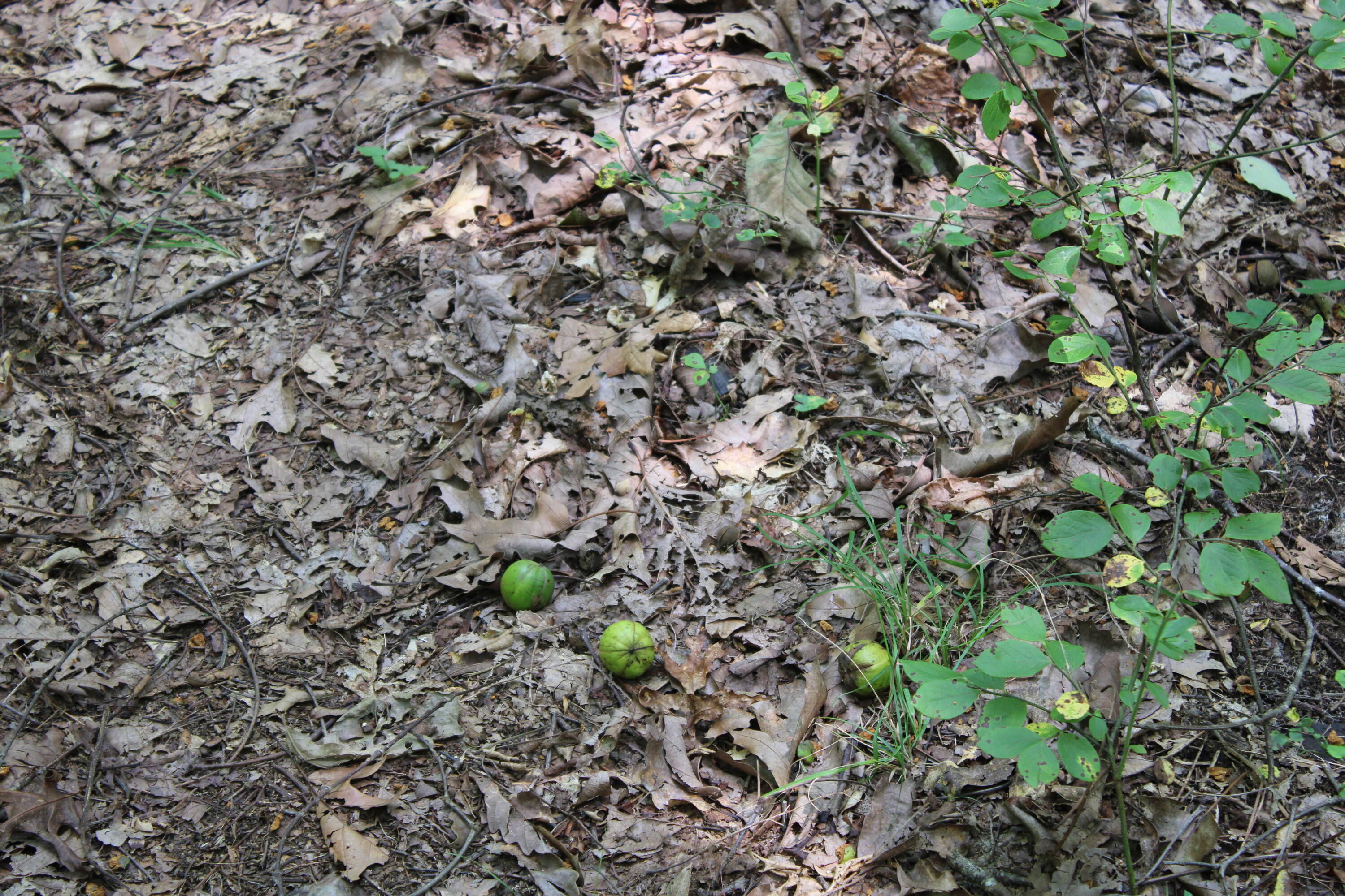 2816 Johns Creek Road New Castle, VA 24127 - Photo 47 of 96 IMG_0050