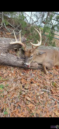 $1,271,325 | 0 Ellis Lane, Winnsboro, LA 71295