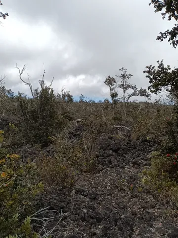 a view of a bunch of trees in a field